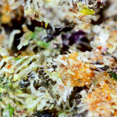 1 Gram Bangkok Purple - 32.6% THCa Flower – SATIVA - Hemp Living