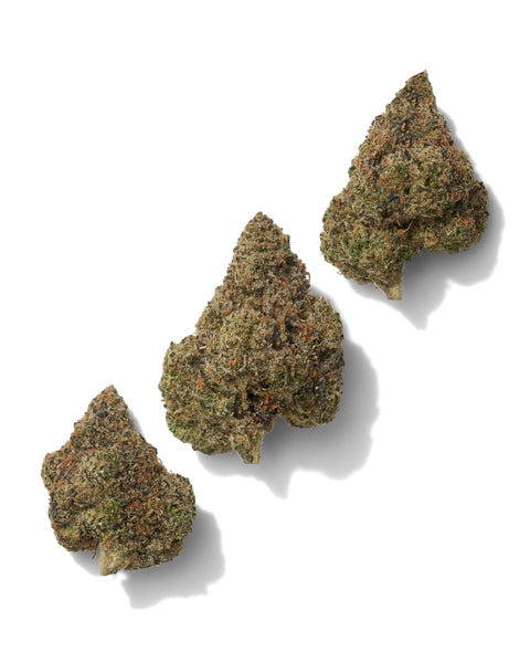 3.5 Grams BOLO RUNTZ - THCa Flower – (PREMIUM INDOOR) BALANCED HYBRID - Black Tie